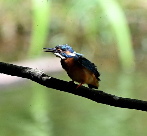 DSC_2232.jpg1