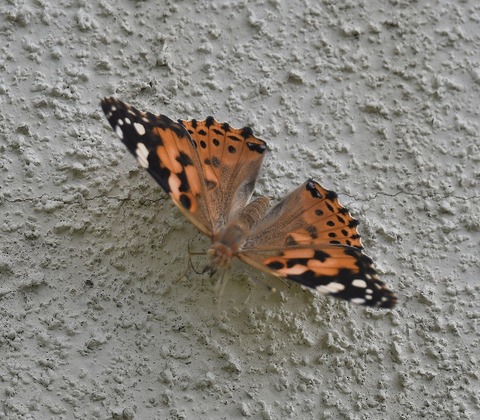 DSC_04001