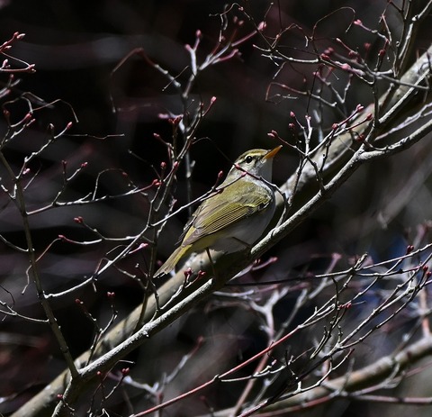 DSC_7050.jpg1