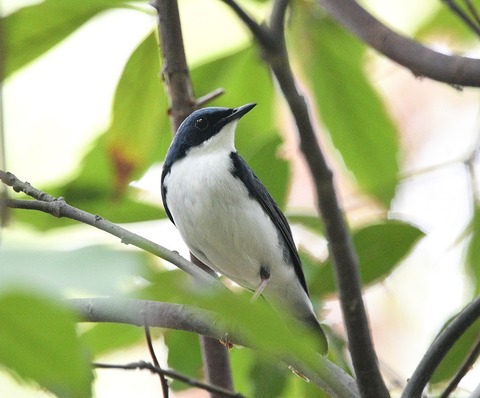 DSC_0446.jpg1
