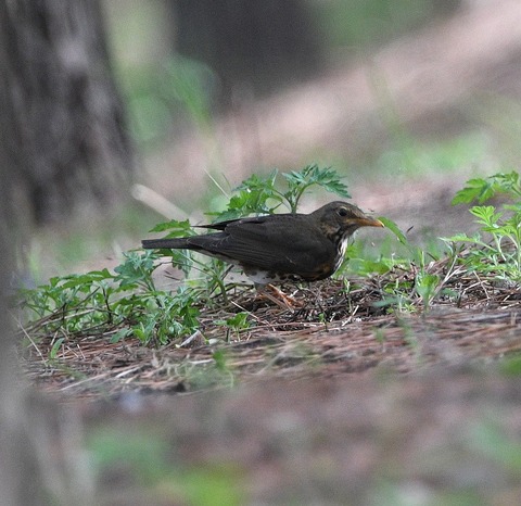 DSC_0414.jpg1