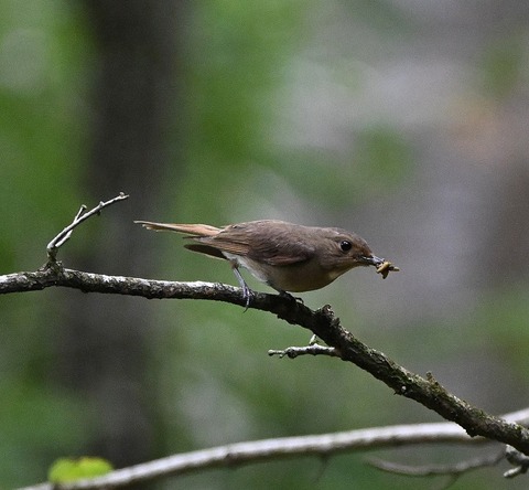 DSC_0066.jpg1
