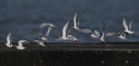 DSC_2006.jpg1