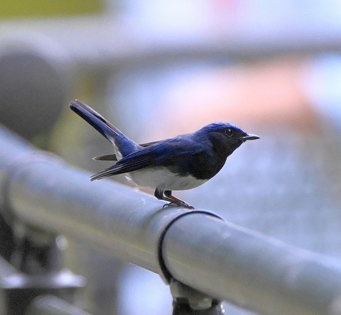 DSC_9891.jpg1