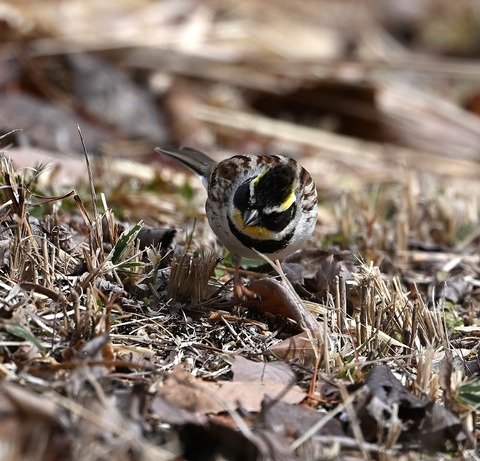 DSC_0816.jpg1