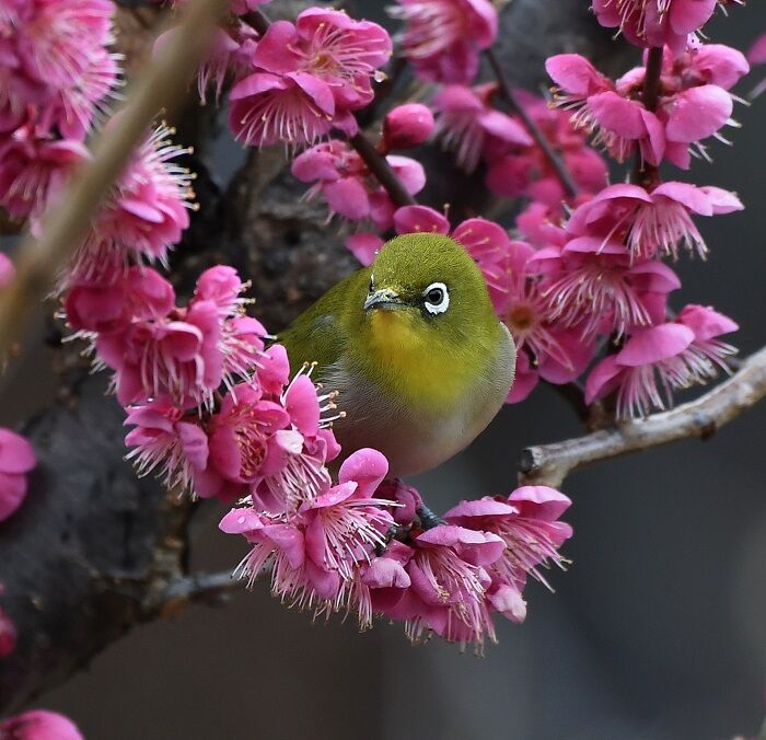 梅の花にメジロ Toritorijin1015の鳥探し 梅の花にメジロ Toritorijin1015の鳥探し