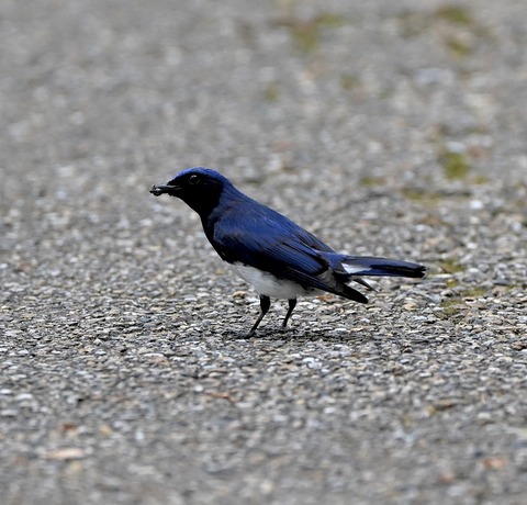 DSC_0152.jpg1