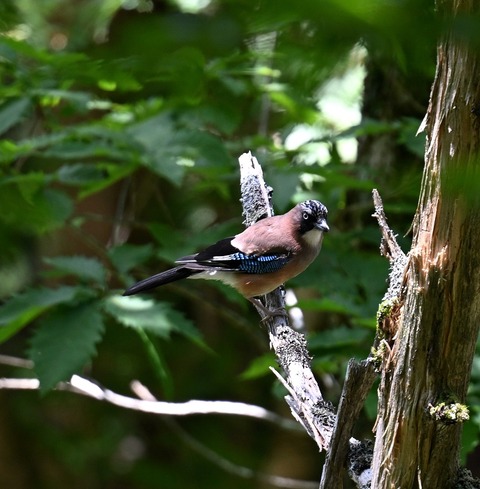 DSC_97441