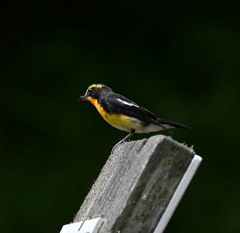 DSC_0281.jpg1