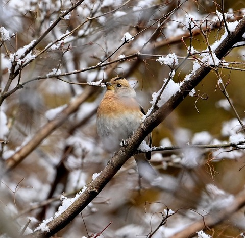 DSC_0695.jpg1