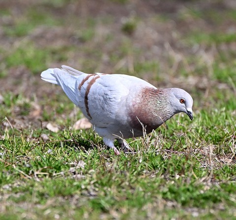 DSC_6585.jpg1