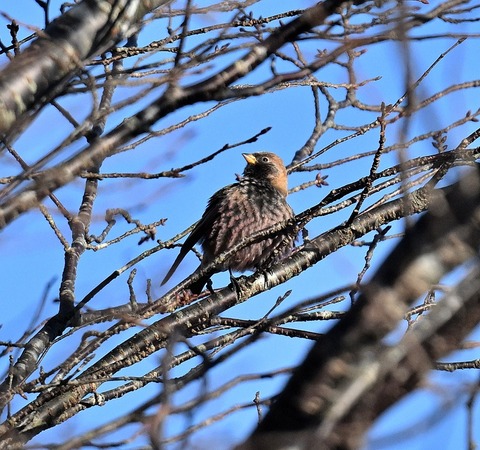 DSC_7945.jpg1
