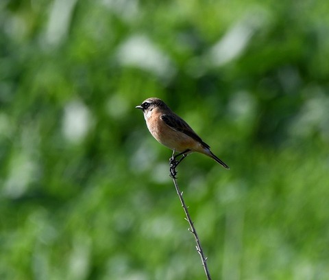 DSC_24491