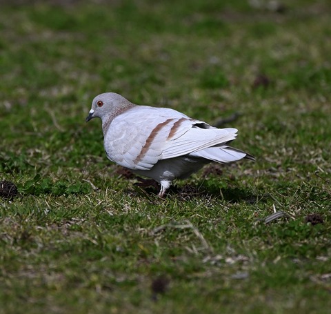 DSC_6625.jpg1