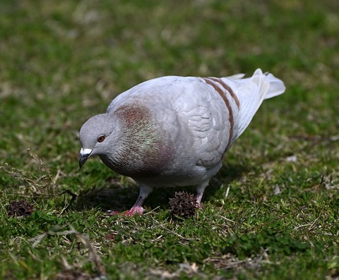DSC_6598.jpg1
