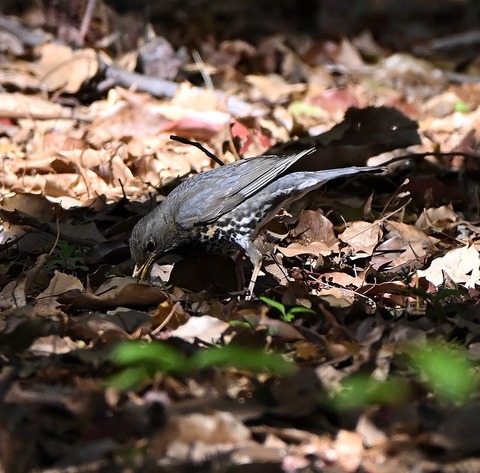 DSC_1509.jpg1