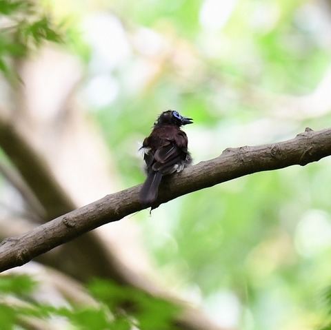 DSC_39981