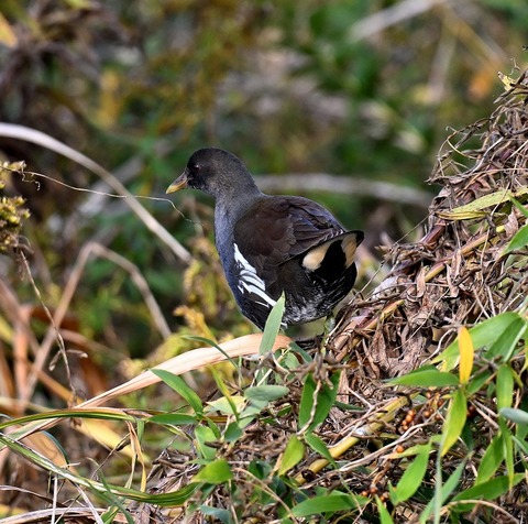 DSC_7335.jpg1
