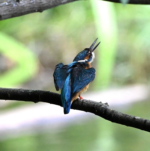 DSC_2256.jpg1