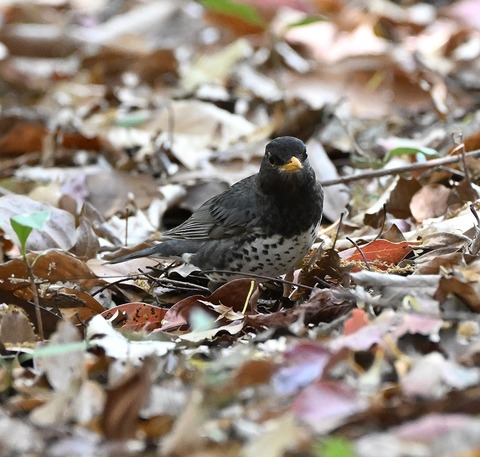DSC_1699.jpg1