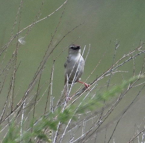 DSC_3030.jpg1
