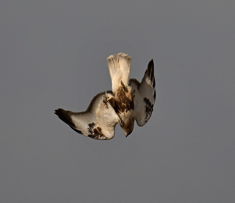 DSC_4462.jpg1