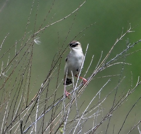 DSC_2997.jpg1