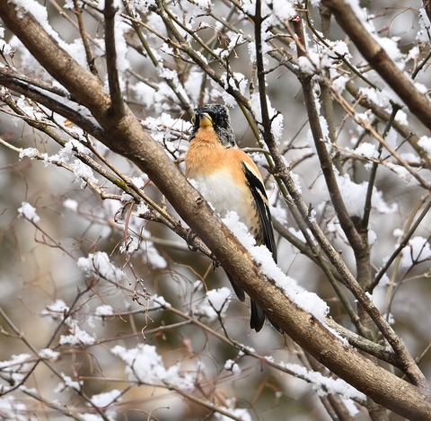 DSC_0712.jpg1