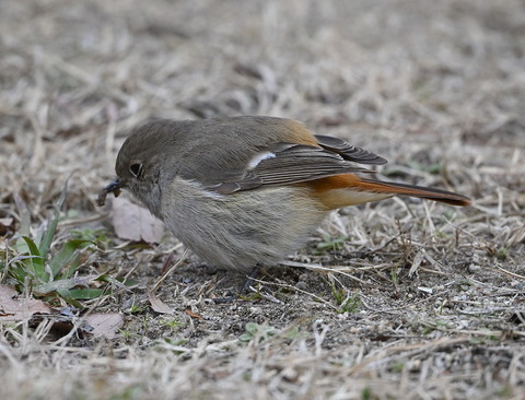 DSC_0919.jpg1.jpga