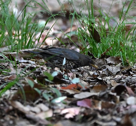 DSC_1730.jpg1