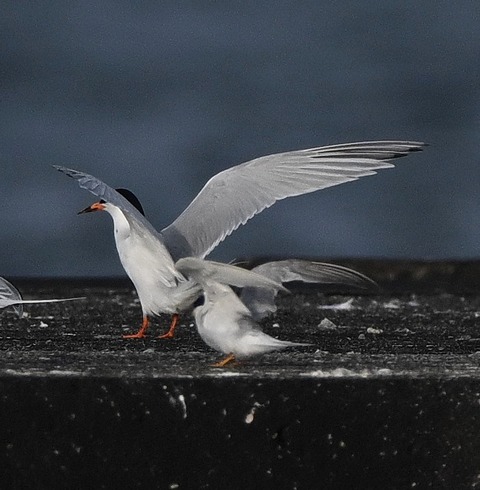 DSC_2004.jpg1