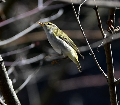 DSC_7014.jpg1
