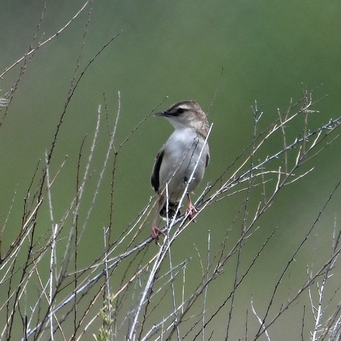 DSC_3012.jpg1