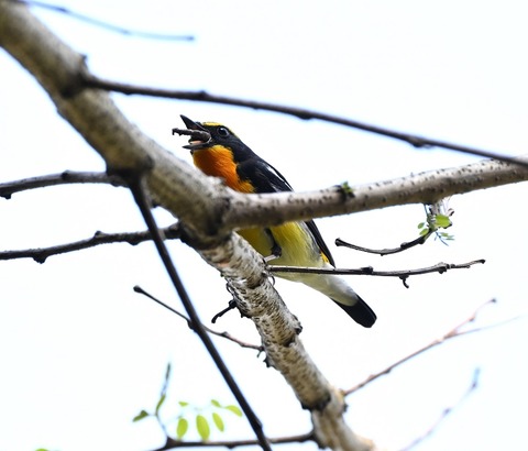 DSC_0357.jpg1
