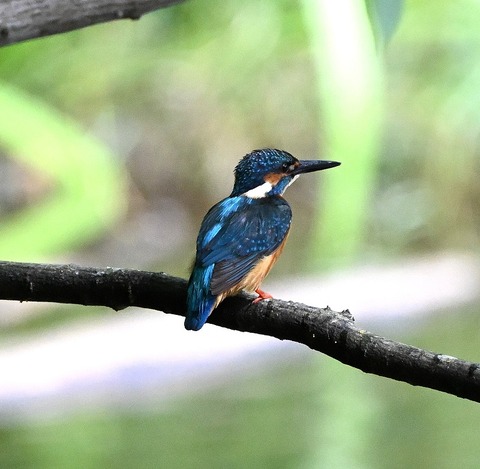 DSC_2263.jpg1