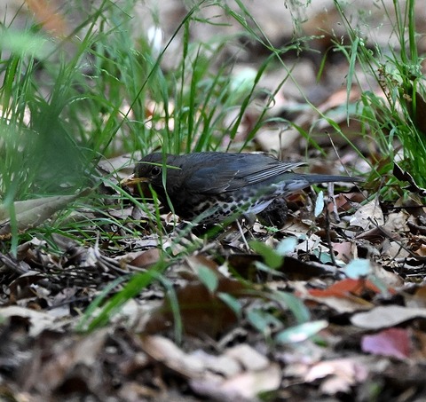 DSC_1713.jpg1
