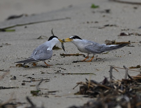 DSC_2133.jpg1