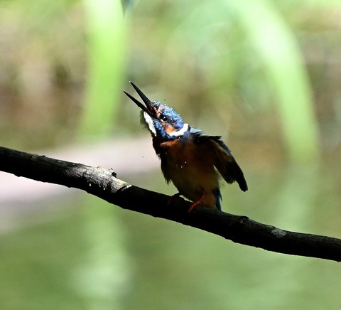 DSC_2230.jpg1
