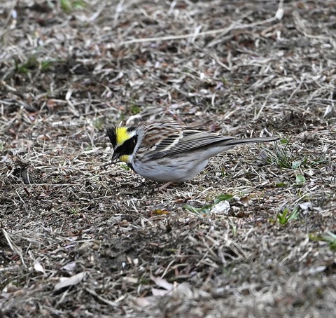 DSC_0899.jpg1