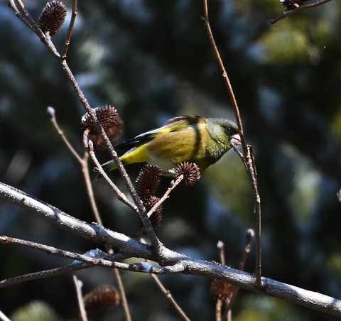 DSC_0050.jpg1