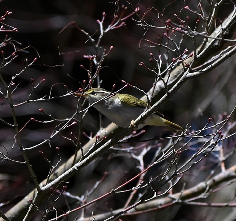 DSC_7053.jpg1