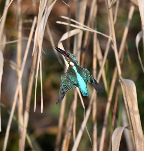 DSC_7088.jpg1