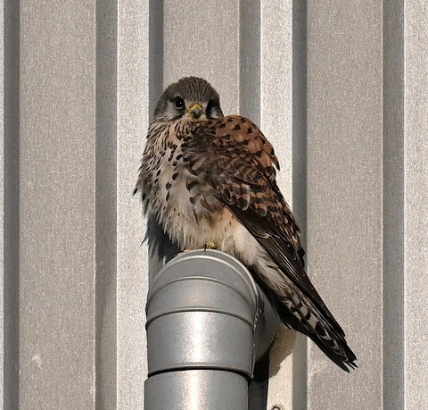 DSC_5536.jpg1