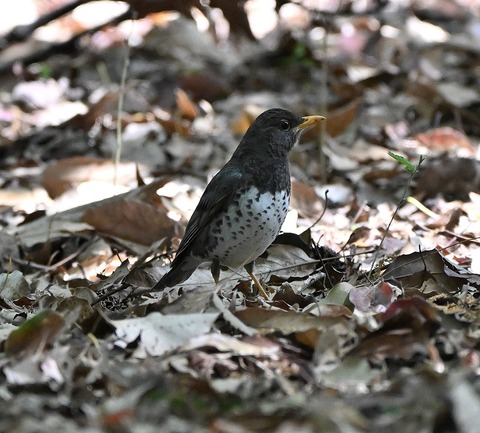 DSC_1609.jpg1