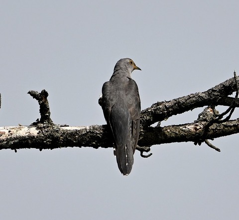 DSC_3272.jpg1