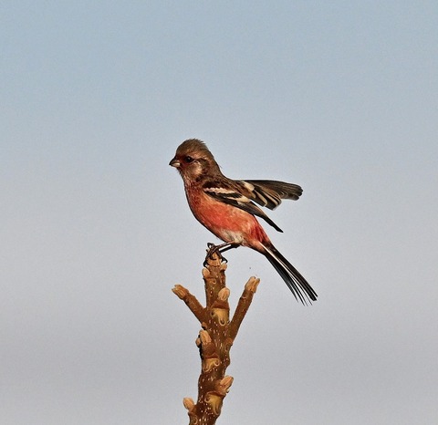 DSC_6888.jpg1