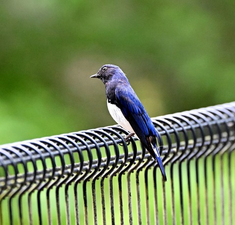 DSC_9769.jpg1