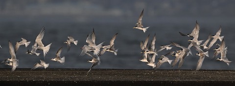 DSC_2025.jpg1