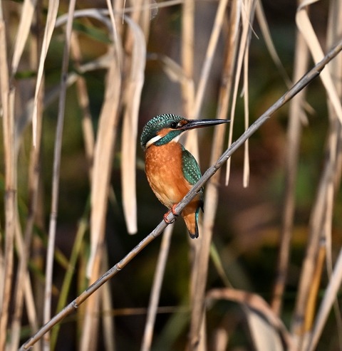 DSC_7081.jpg1