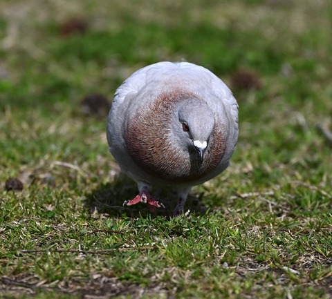 DSC_6601.jpg1